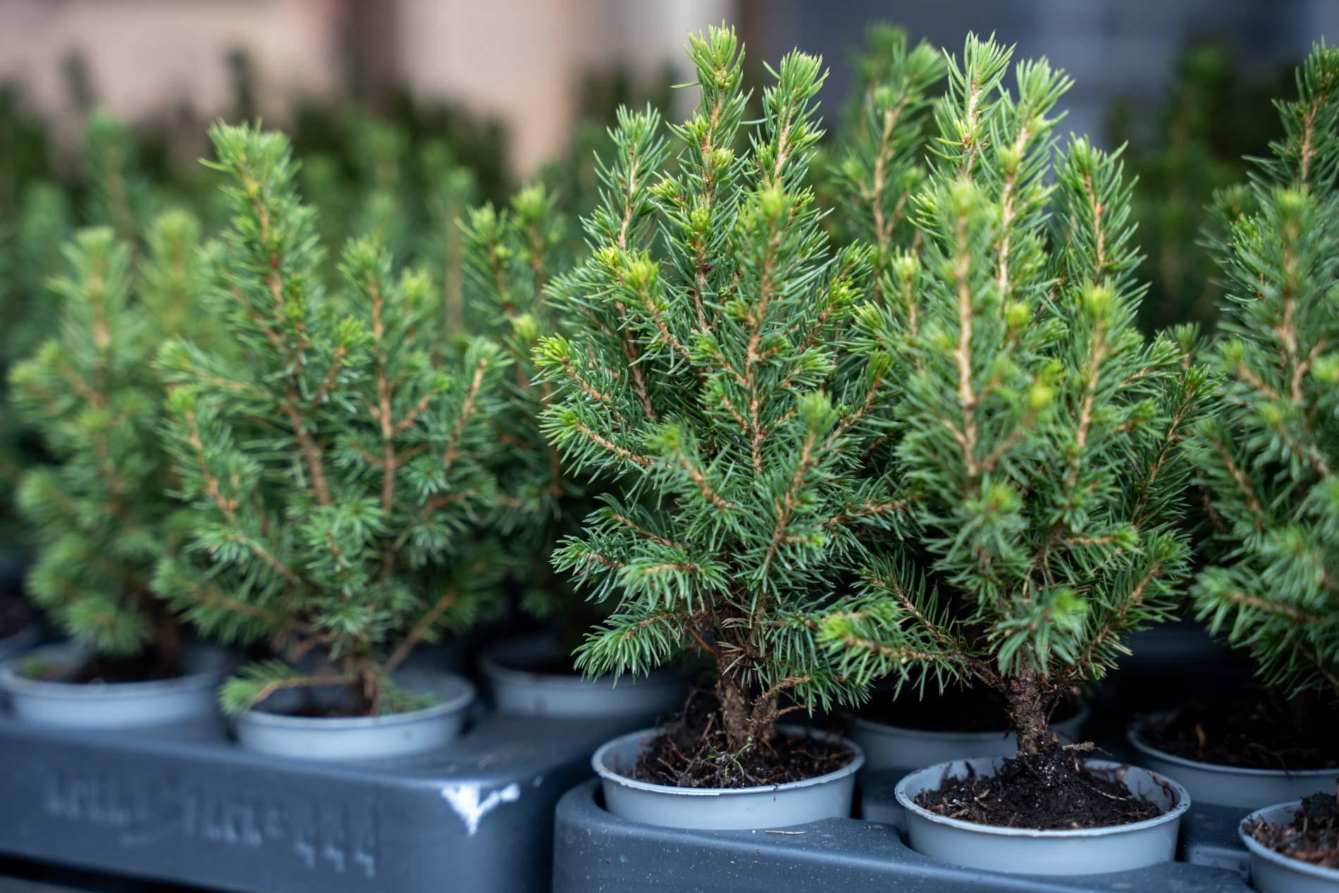 Baby Christmas tree - ↕15-20 cm - Ø 6 cm - Picea Glauca Perfecta