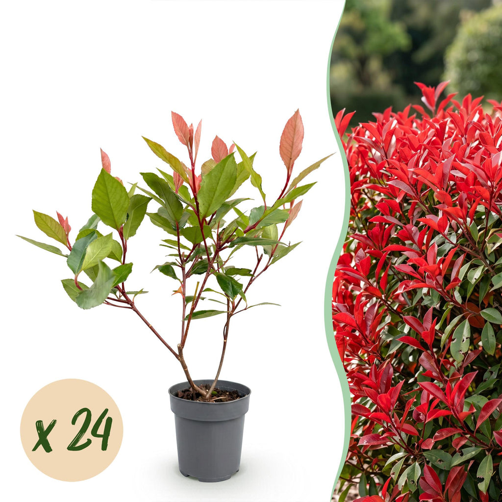 24x Photinia fraseri Little Red Robin - Glansmispel - Haagplanten - Groenblijvend - Rood - Pot 9cm - Hoogte 25-35cm