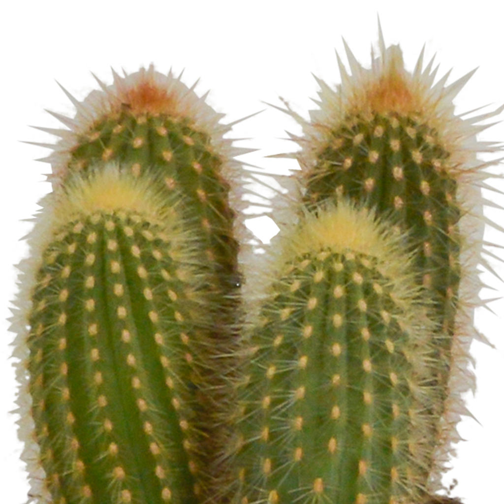 Cereus mix 10,5cm - 3x - in witte pot