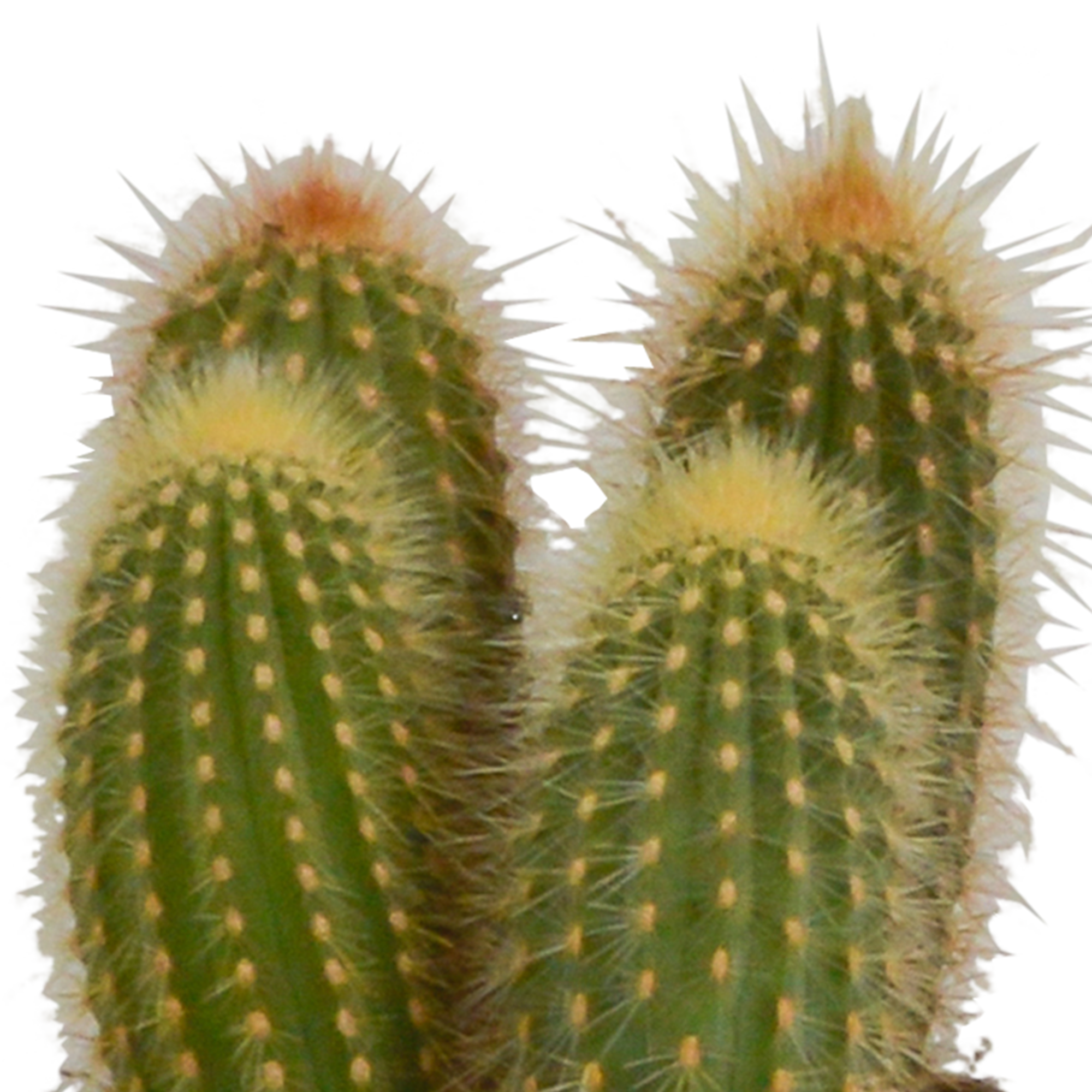 Cereus mix 10,5cm - 3x - in witte pot
