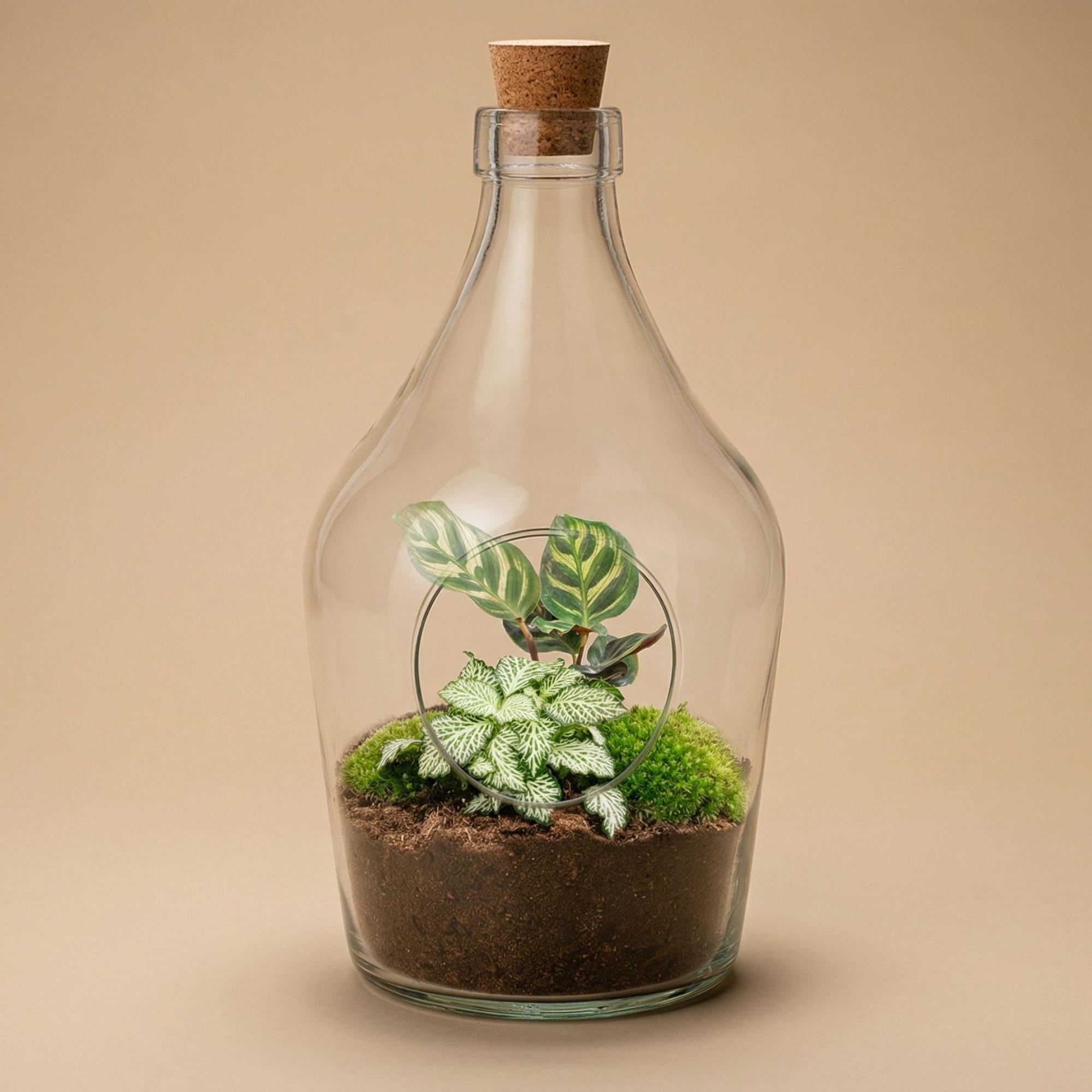 Open terrarium Joss - Calathea Makoyana & Fittonia white Tiger - ↑ 30 cm