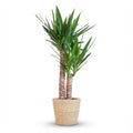 Yucca Elephantipes met Zeegras mand naturel - 90cm - Ø21