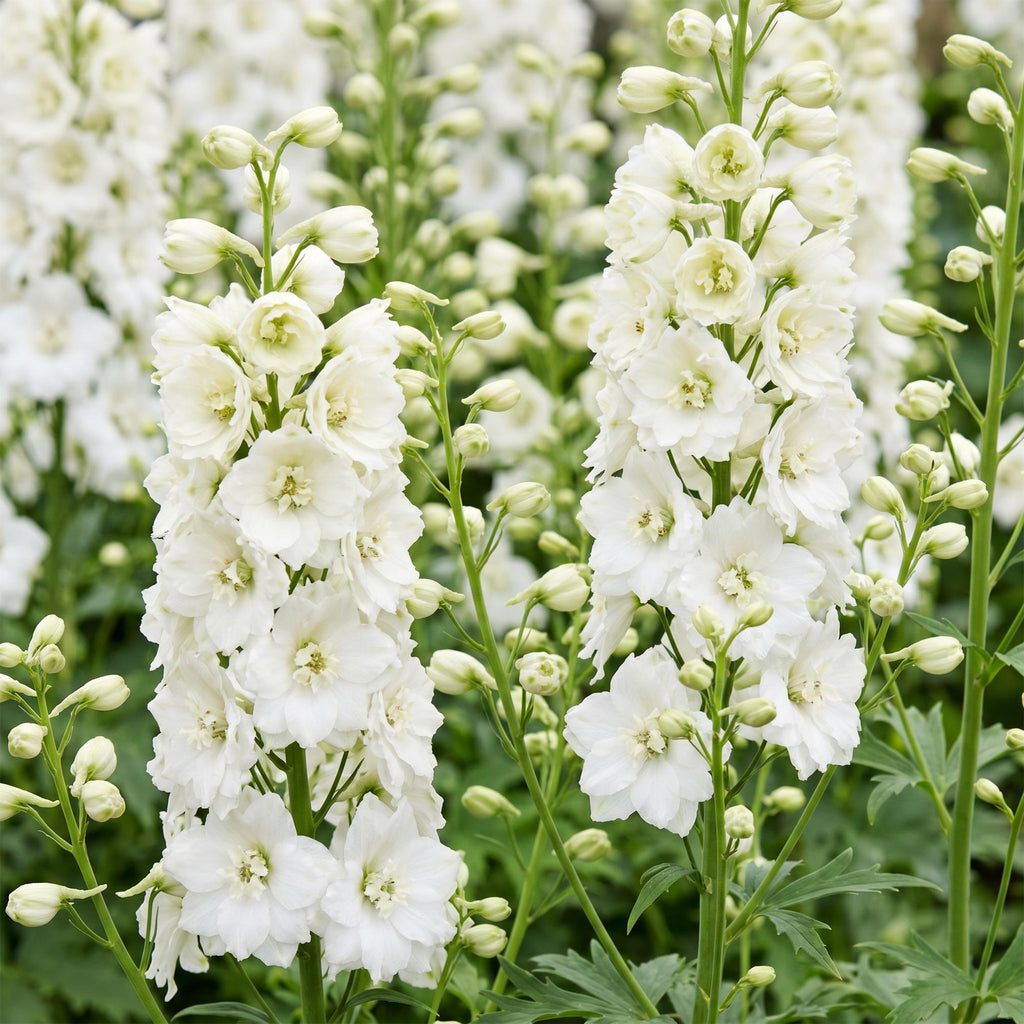 Vasteplant - Delphinium (P) Galahad - Ridderspoor - Bijen en Vlinderlokkers - Wit - 6 Planten - Pot 11cm - Hoogte 15-25cm
