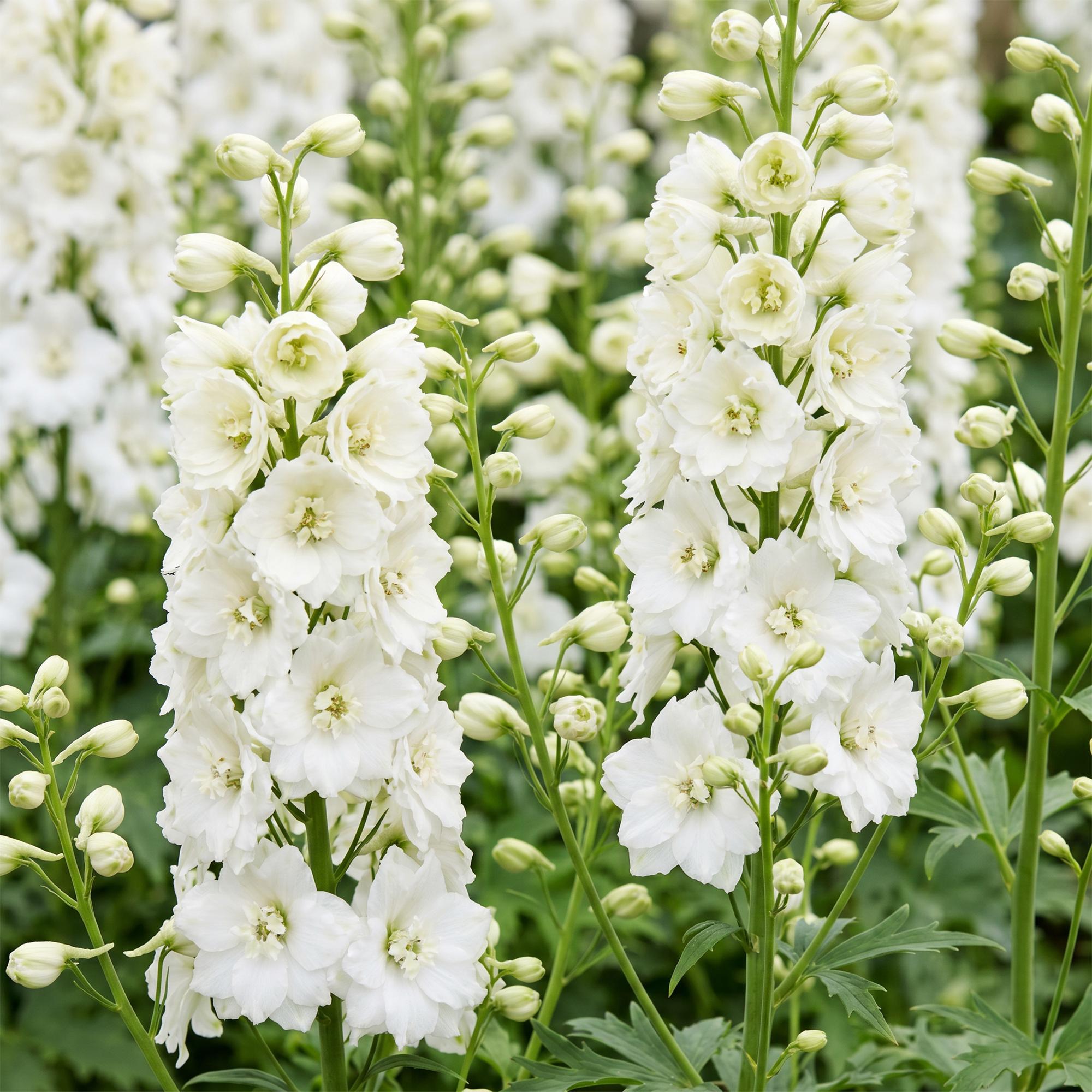 Vasteplant - Delphinium (P) Galahad - Ridderspoor - Bijen en Vlinderlokkers - Wit - 6 Planten - Pot 11cm - Hoogte 15-25cm