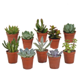 Vetplanten mix 5.5 cm - 10x - zonder pot