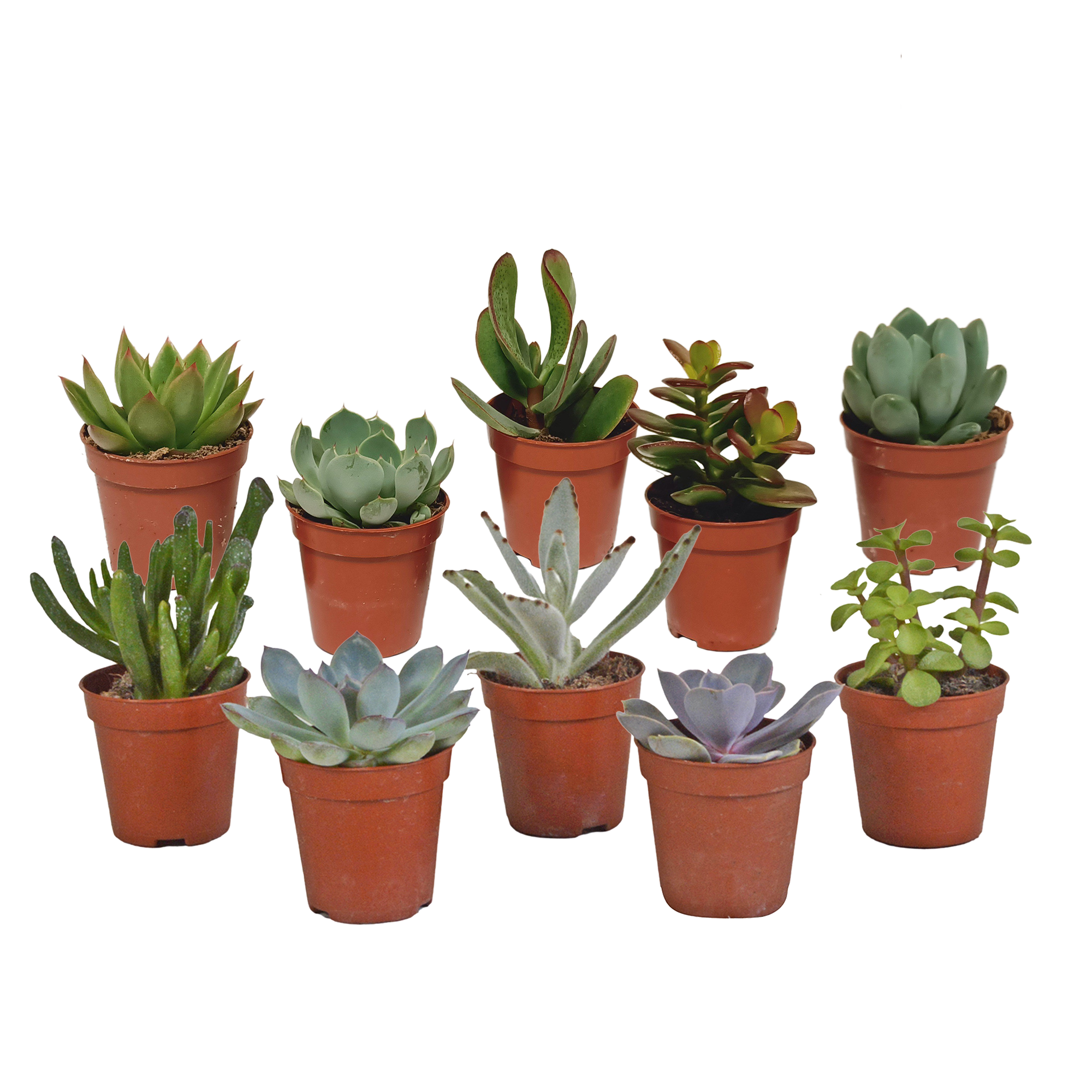 Vetplanten mix 5.5 cm - 10x - zonder pot