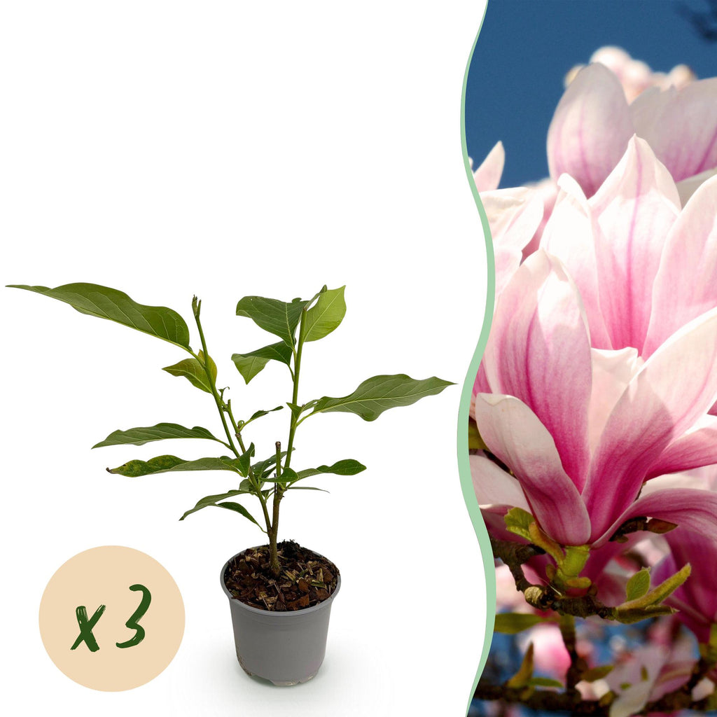 Tuinplant - Magnolia soulangeana - Bloem Roze - 3 Planten - Bladverliezend - Weinig Onderhoud - Pot 12cm Hoogte 30cm