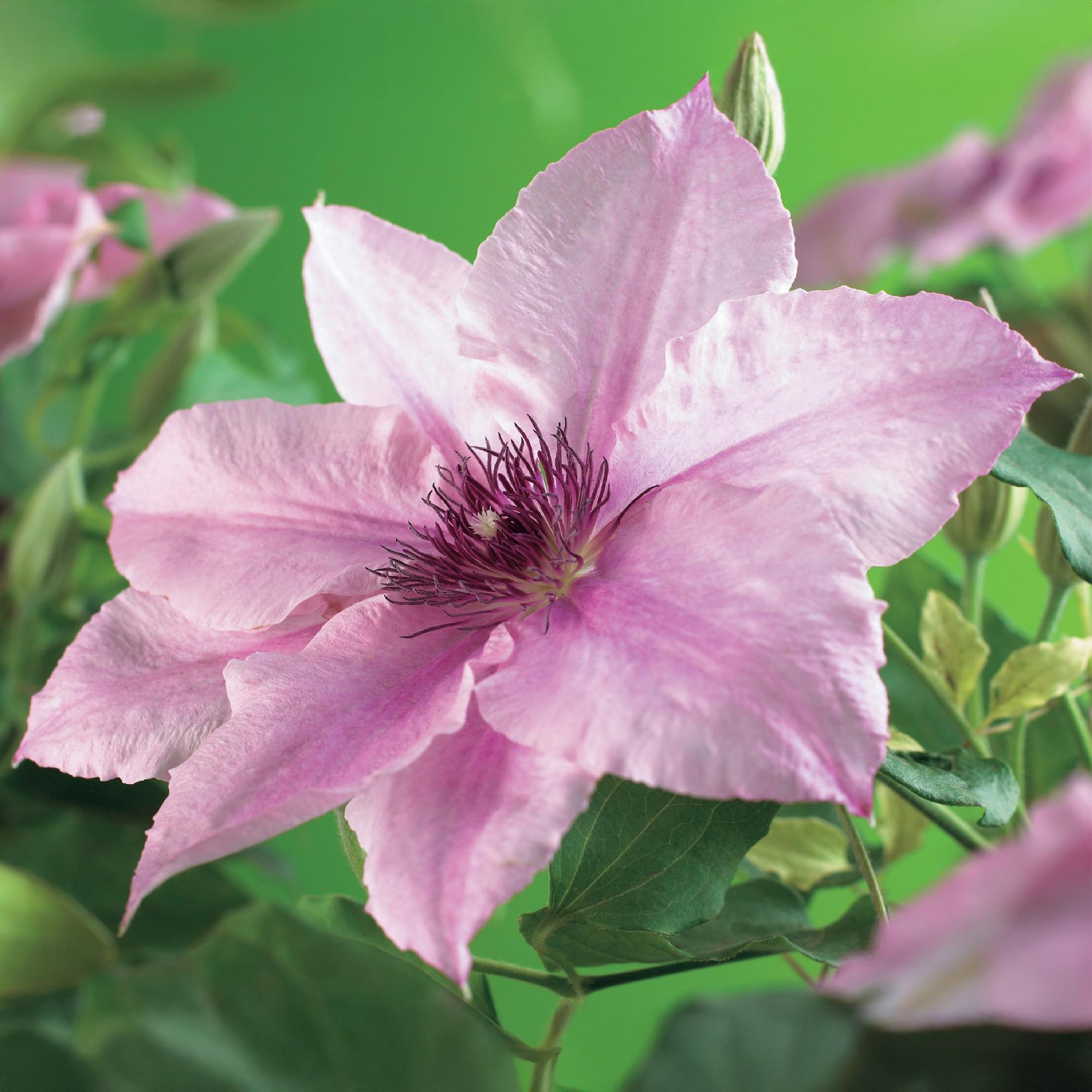 Klimplant - Clematis Pink Fantasy - Bloem Roze - Weinig onderhoud -2 planten -  Pot 11cm Hoogte 40cm