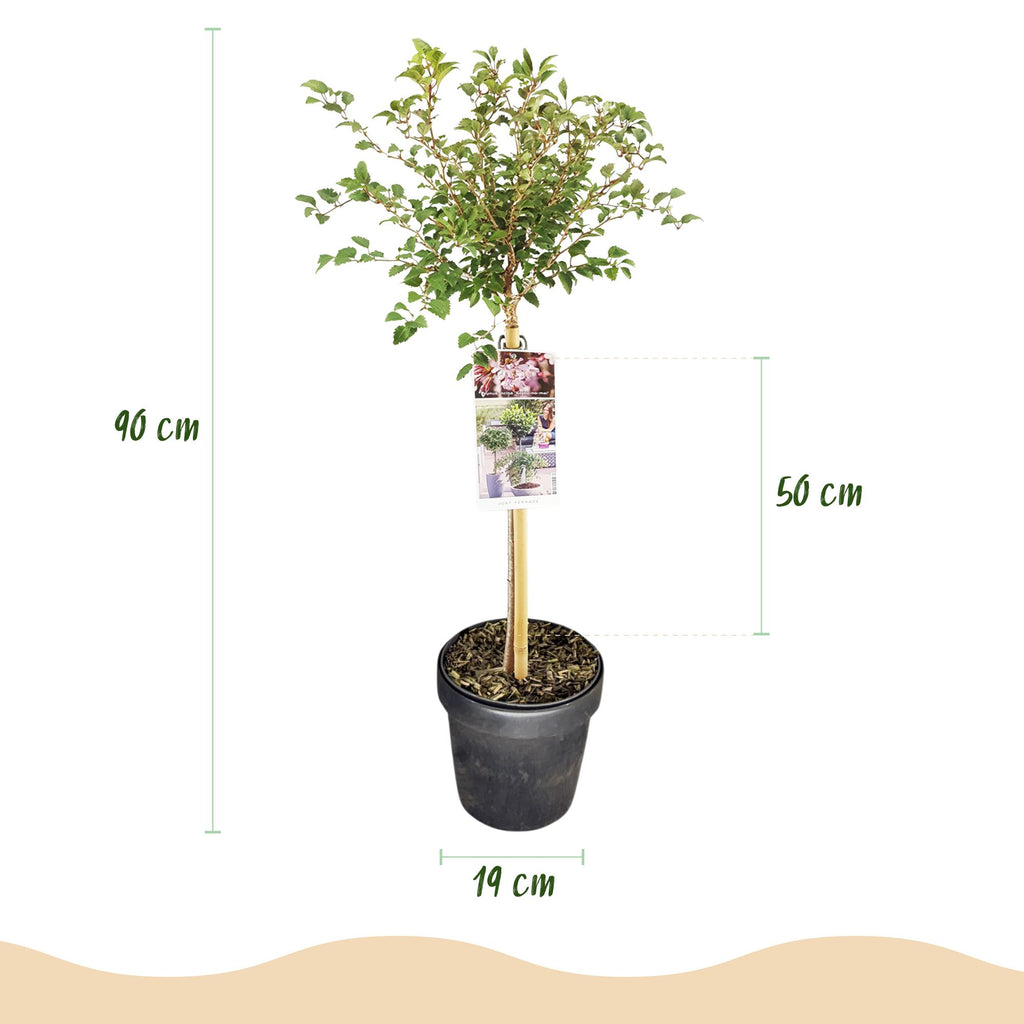 Plant op Stam - Prunus incisa Koujou-no-mai - Terras Plant - Bladverliezend - Winterhard - Witte Bloem - Pot 19cm Hoogte 90cm