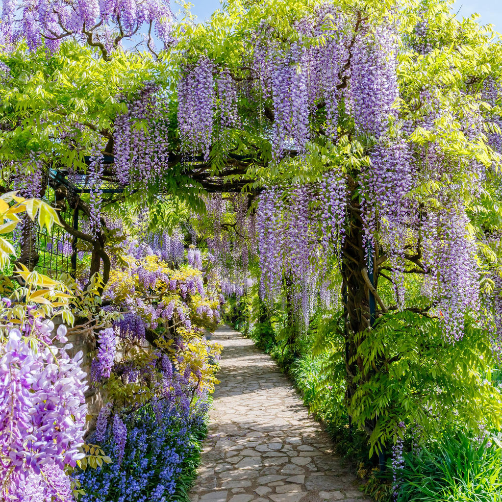 Blauwe regen - Wisteria floribunda Prolific - Bloem Blauw  - 1 plant - Pot 11cm Hoogte 40cm