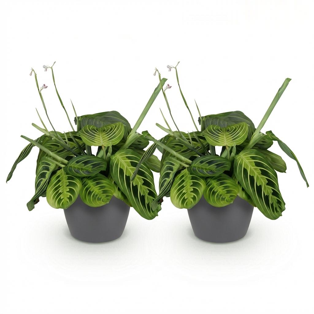 Kamerplant - Maranta Fascinator Lemon Lime - Gebedsplant - Huisdiervriendelijke Plant - Groen - 2 Planten - met Potter Grijs - Pot 12cm - Hoogte 25cm