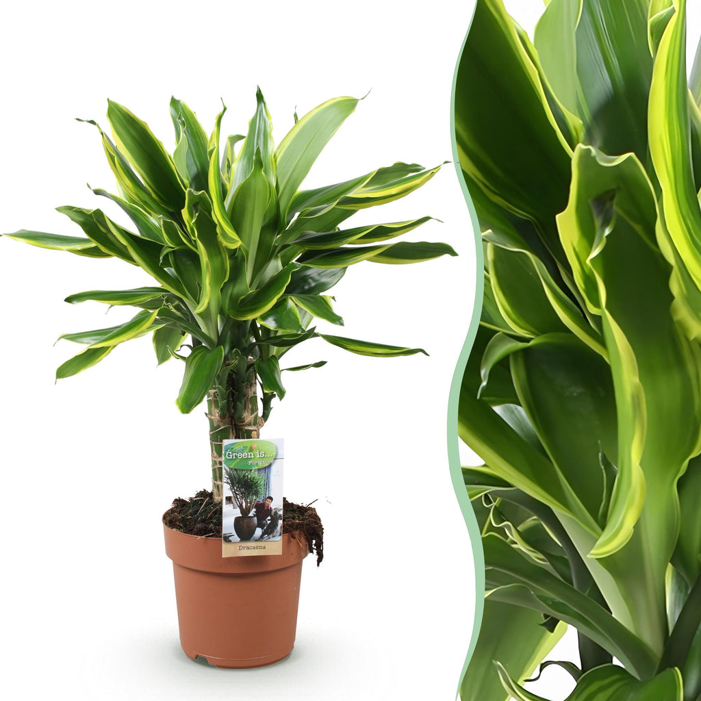 Green is... Kamerplanten - Dracaena fragrans Golden Coast - Drakenbloedboom - Weinig onderhoud - Groen - 1 Plant - Pot 17cm - Hoogte 50-55cm