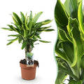 Green is... Kamerplanten - Dracaena fragrans Golden Coast - Drakenbloedboom - Weinig onderhoud - Groen - 1 Plant - Pot 17cm - Hoogte 50-55cm