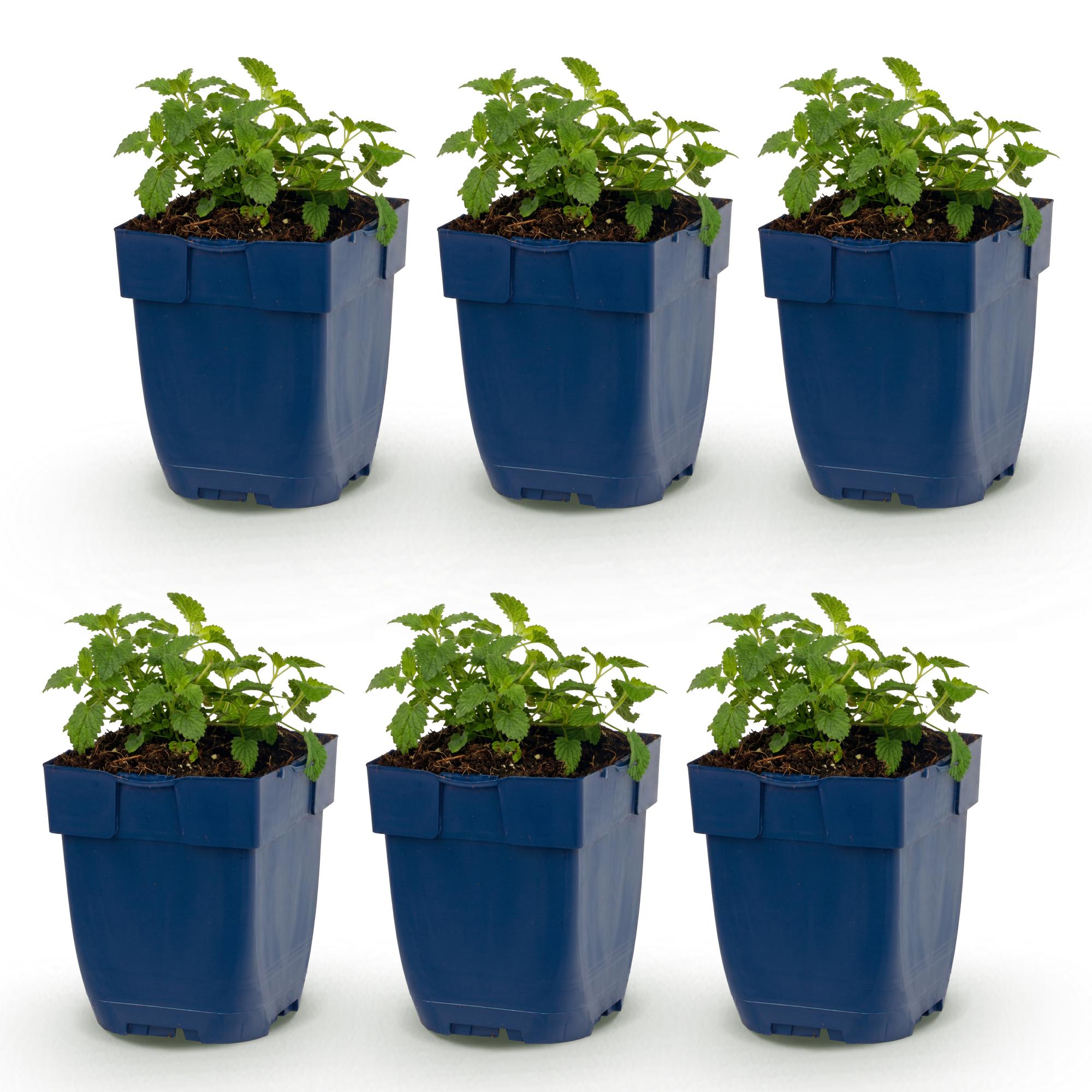 Vasteplant - Nepeta faassenii Snowflake - Kattenkruid - Bijen en Vlinderlokkers - Wit - 6 Planten - Pot 11cm - Hoogte 15-25cm