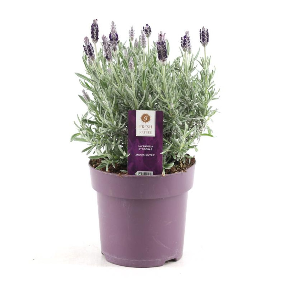 Lavendel stoechas Anouk silber Ø15 cm - ↕30 cm