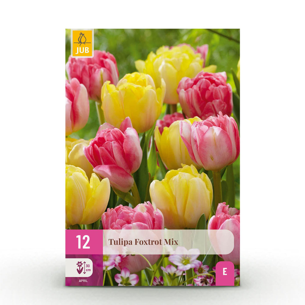 Bloembollen - Tulp Foxtrot mix - Diversen Kleuren - 12 stuks - Bolmaat 11/12 - XXL Pack