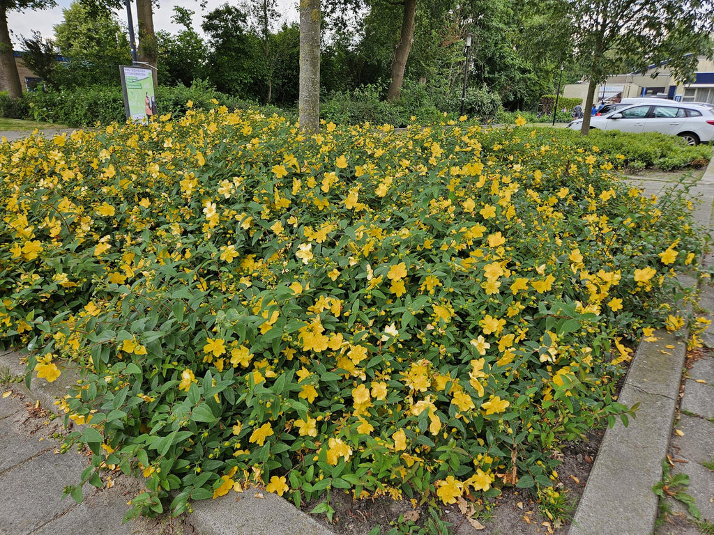 24x Hypericum 'Hidcote' - ↕10-25cm - Ø9cm