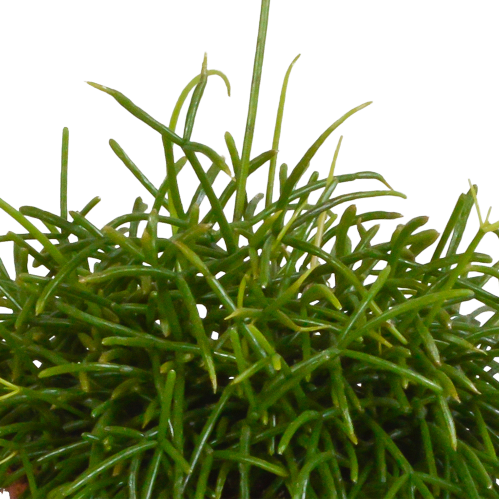 Rhipsalis baccifera Oasis 12cm