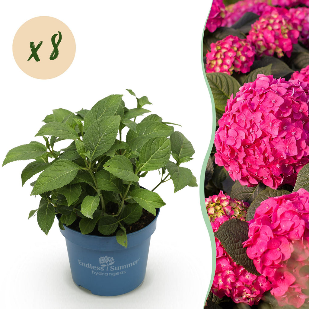 Tuinplant - Hydrangea Endles Summer Summer Love Red - Hortensia - Winterhard - Rood - 8 Planten - Pot 14cm - Hoogte 20-25cm