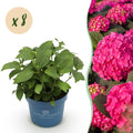 Tuinplant - Hydrangea Endles Summer Summer Love Red - Hortensia - Winterhard - Rood - 8 Planten - Pot 14cm - Hoogte 20-25cm