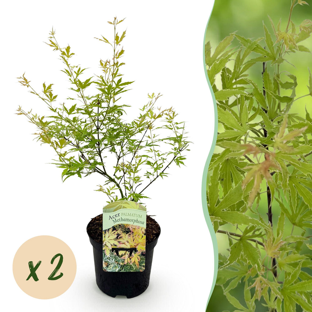 Terrasplant - Japanse Esdoorn - Acer palmatum Methamorphosa - Groen - 2 Planten - Bladverliezend - Pot 19cm Hoogte 70cm