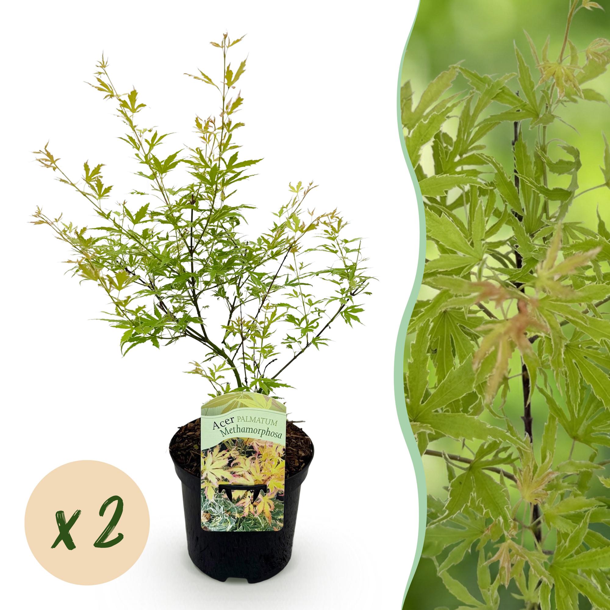 Terrasplant - Japanse Esdoorn - Acer palmatum Methamorphosa - Groen - 2 Planten - Bladverliezend - Pot 19cm Hoogte 70cm