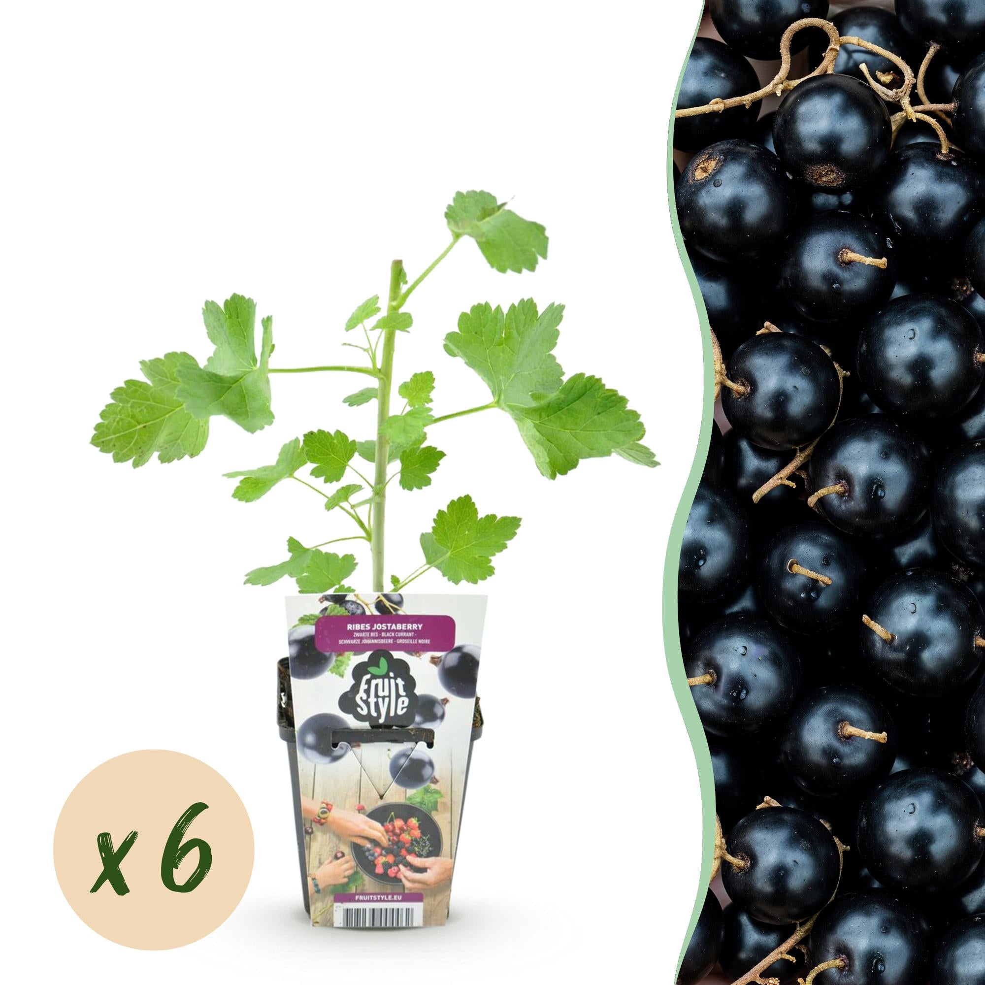 Fruitplanten - Jostabes - Ribes Jostabes - Winterhard - 6 Planten - Pot 9 cm - Zwarte Bes