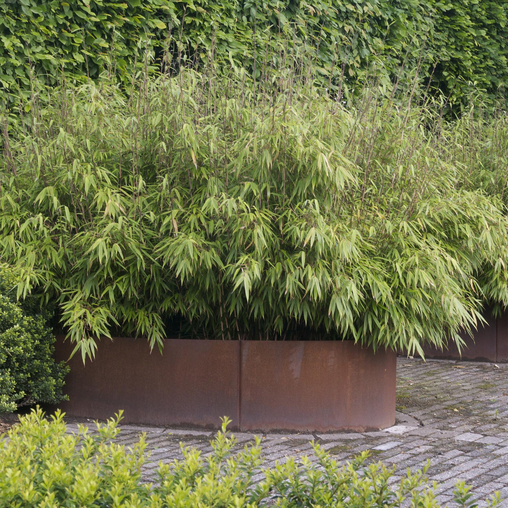 Grassen - Fargesia nitida Black Dragon - Niet Woekerende Bamboe - Bladhoudend - Groen - 1 Plant - Pot 23 cm - Hoogte 80 cm