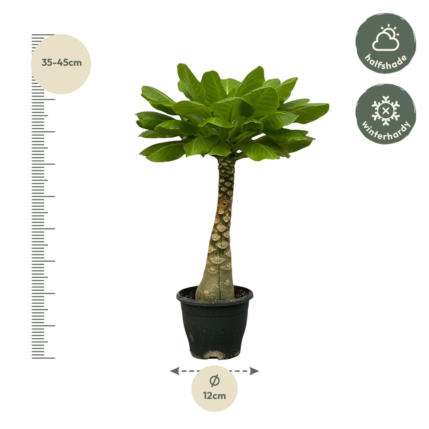Birghamia Insignis - 25 cm - Ø12cm