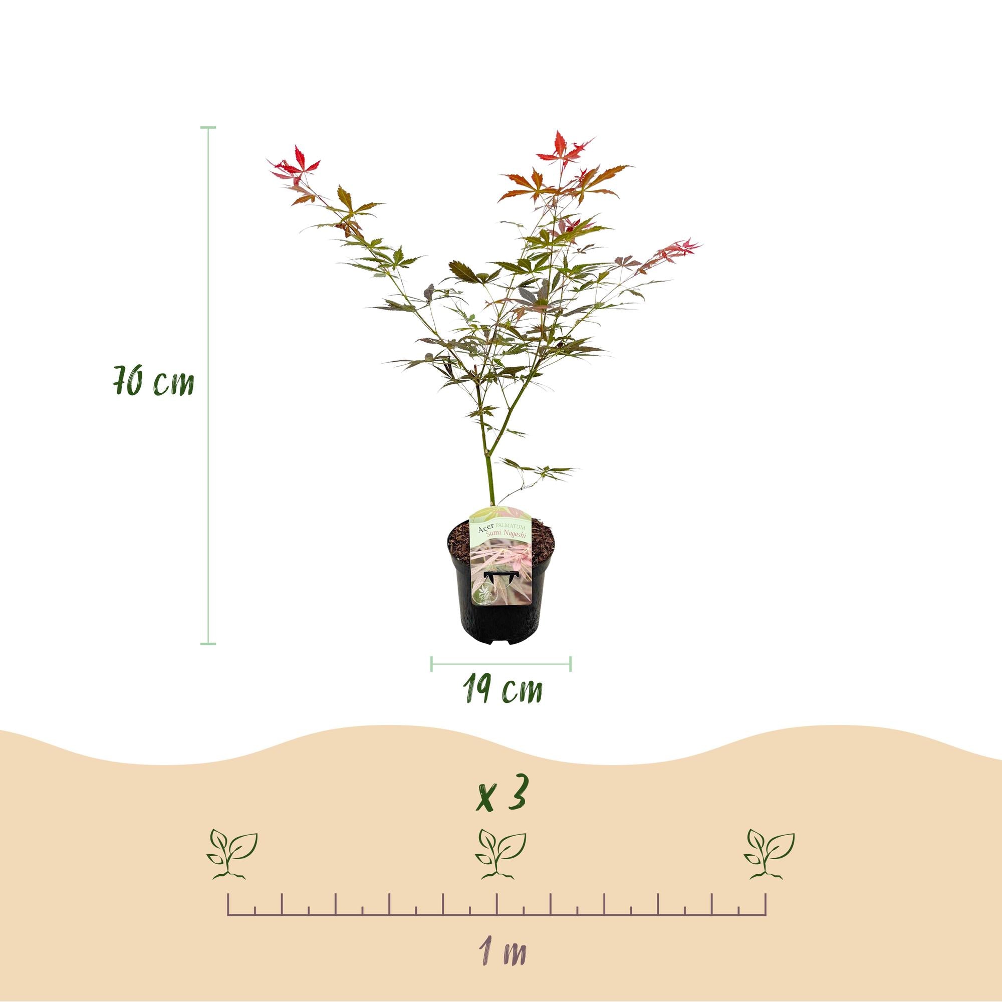 Terrasplant - Japanse Esdoorn - Acer palmatum Sumi-nagashi - Rood - 1 Plant - Bladverliezend - Pot 19cm Hoogte 70cm