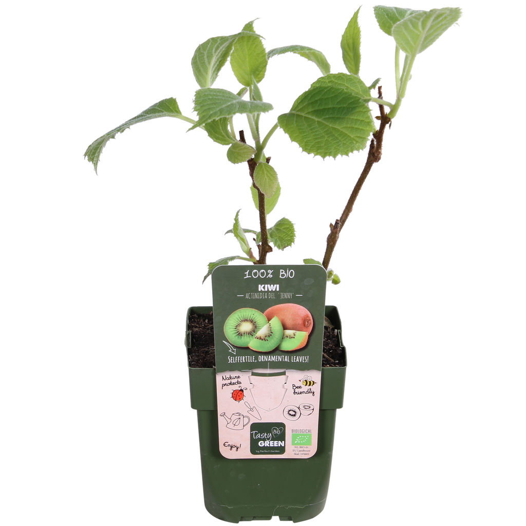 Actinidia delciosioa 'Jenny' - Kiwi - Ø13cm - ↕45cm