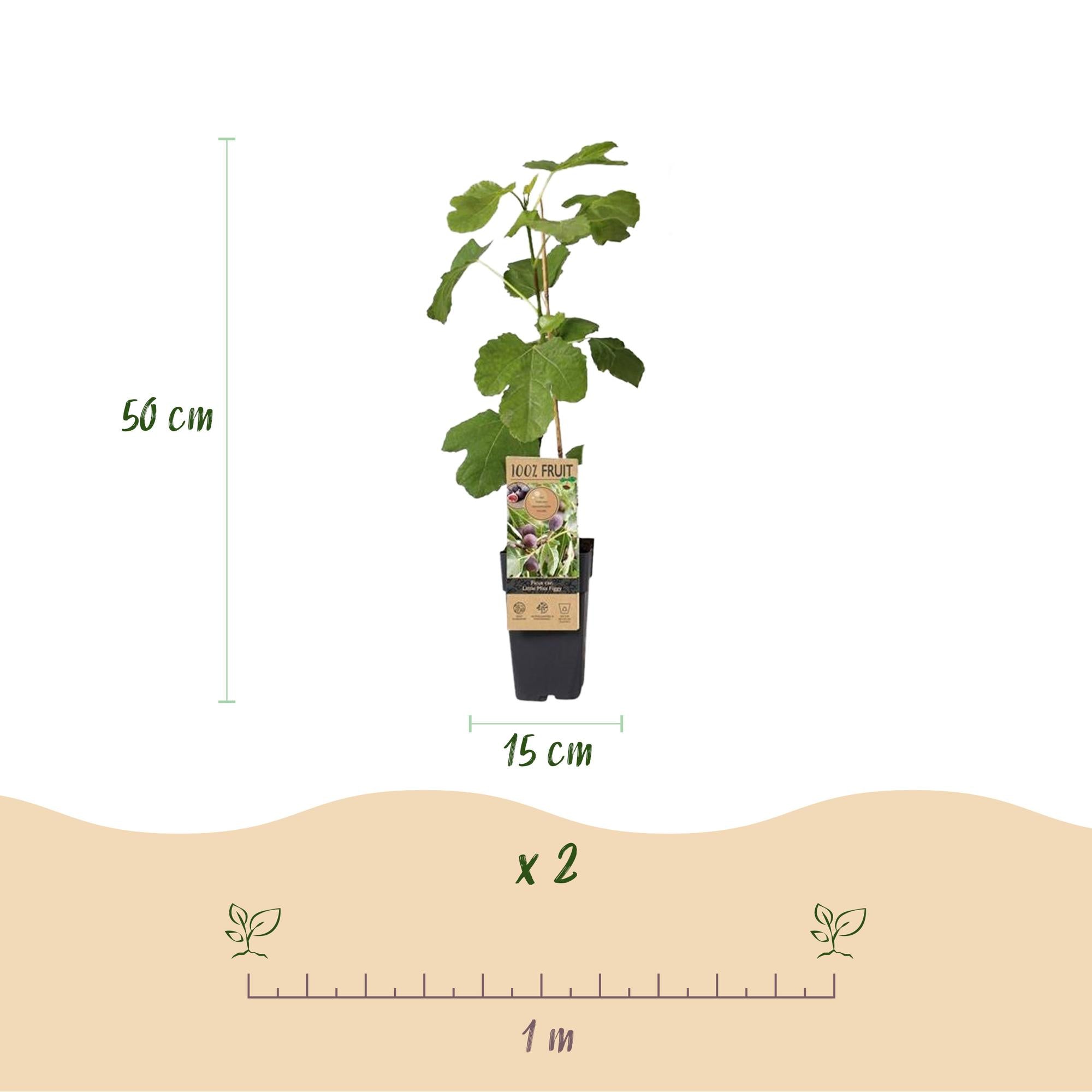 Fruitplant - Ficus caria Little miss Figgy - Vijgenboom - Winterhard - Rode Vrucht - 2 Planten - Pot 15cm - Hoogte 50cm
