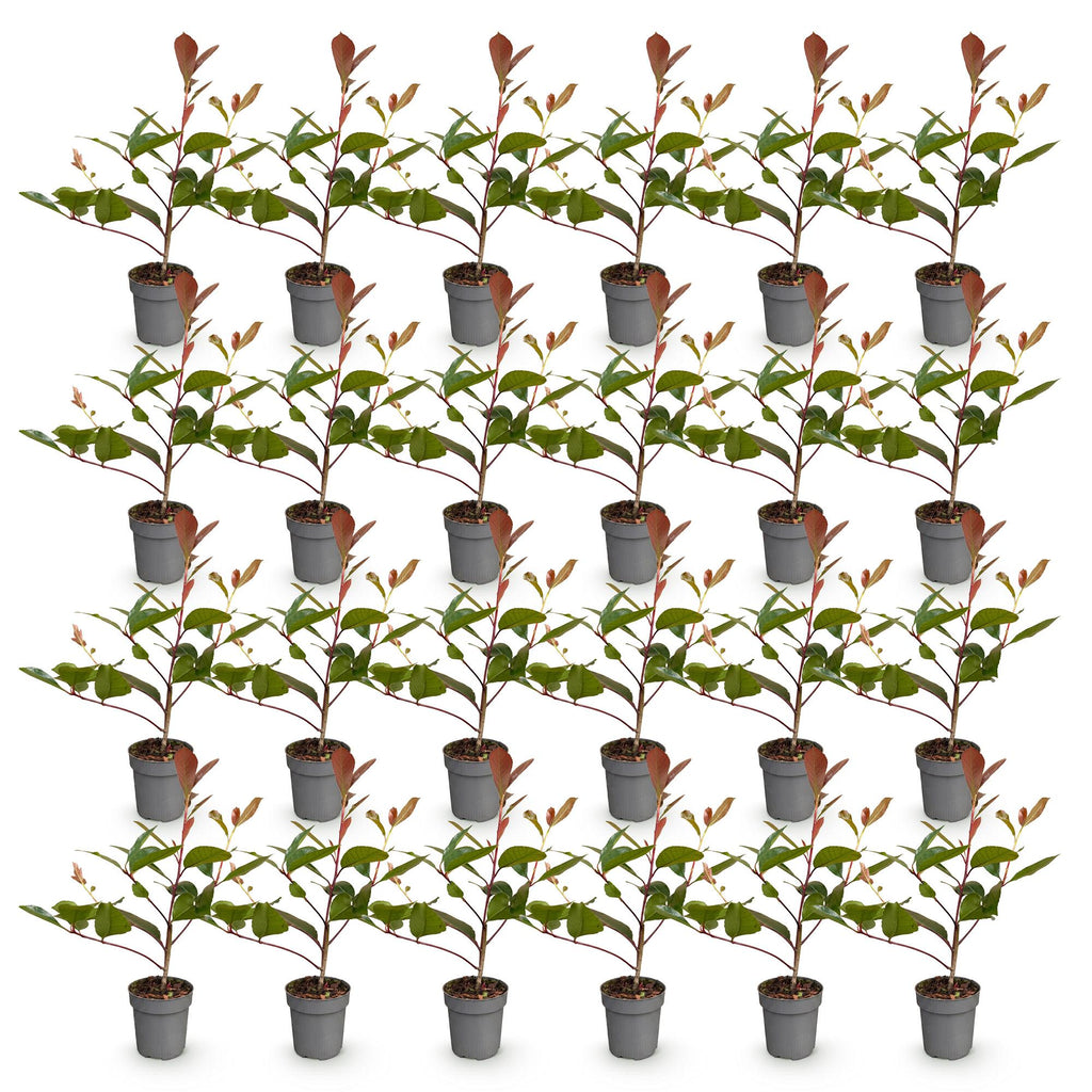 24x Photinia fraseri Red Robin - Glansmispel - Haagplanten - Groenblijvend - Rood - Pot 9cm - Hoogte 25-35cm
