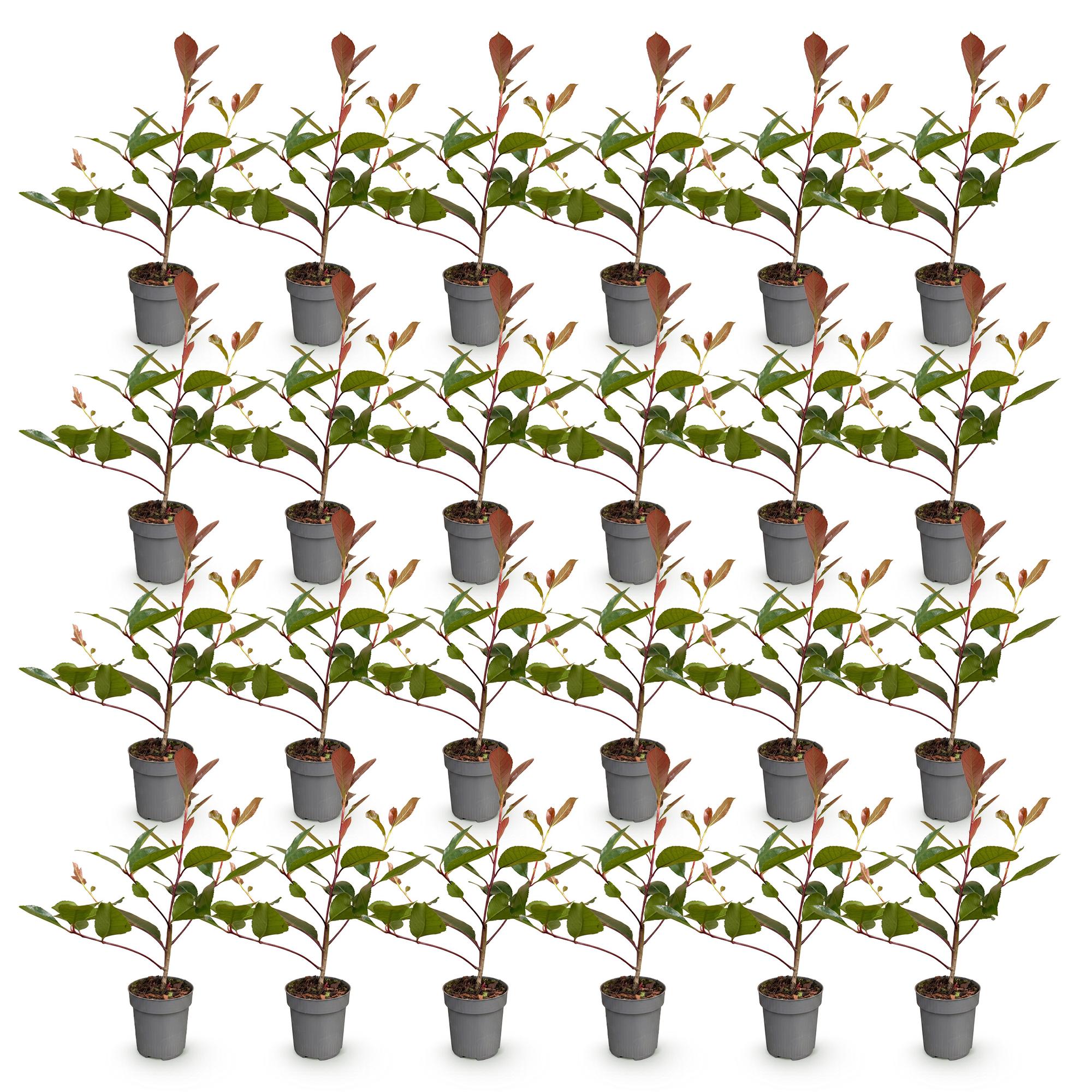 24x Photinia fraseri Red Robin - Glansmispel - Haagplanten - Groenblijvend - Rood - Pot 9cm - Hoogte 25-35cm