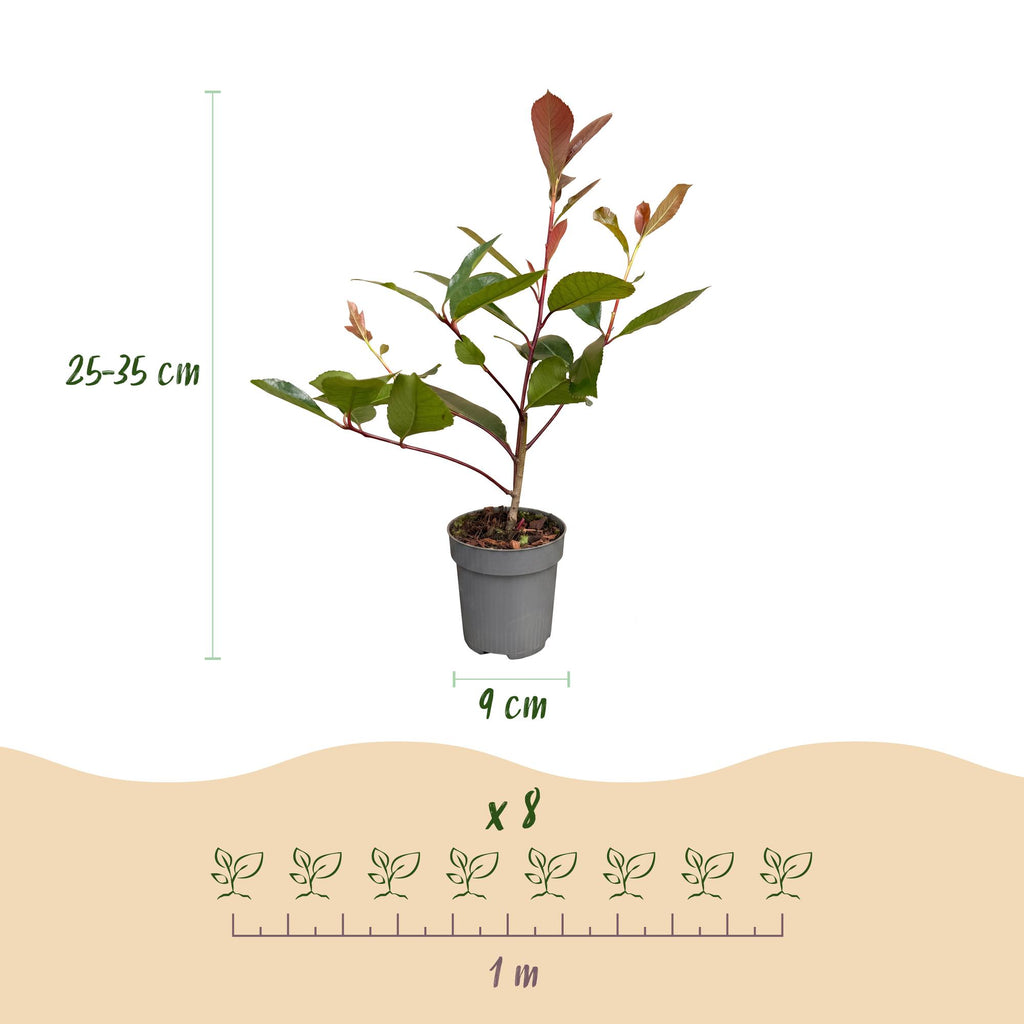 8x Photinia fraseri Red Robin - Glansmispel - Haagplanten - Groenblijvend - Rood - Pot 9cm - Hoogte 25-35cm