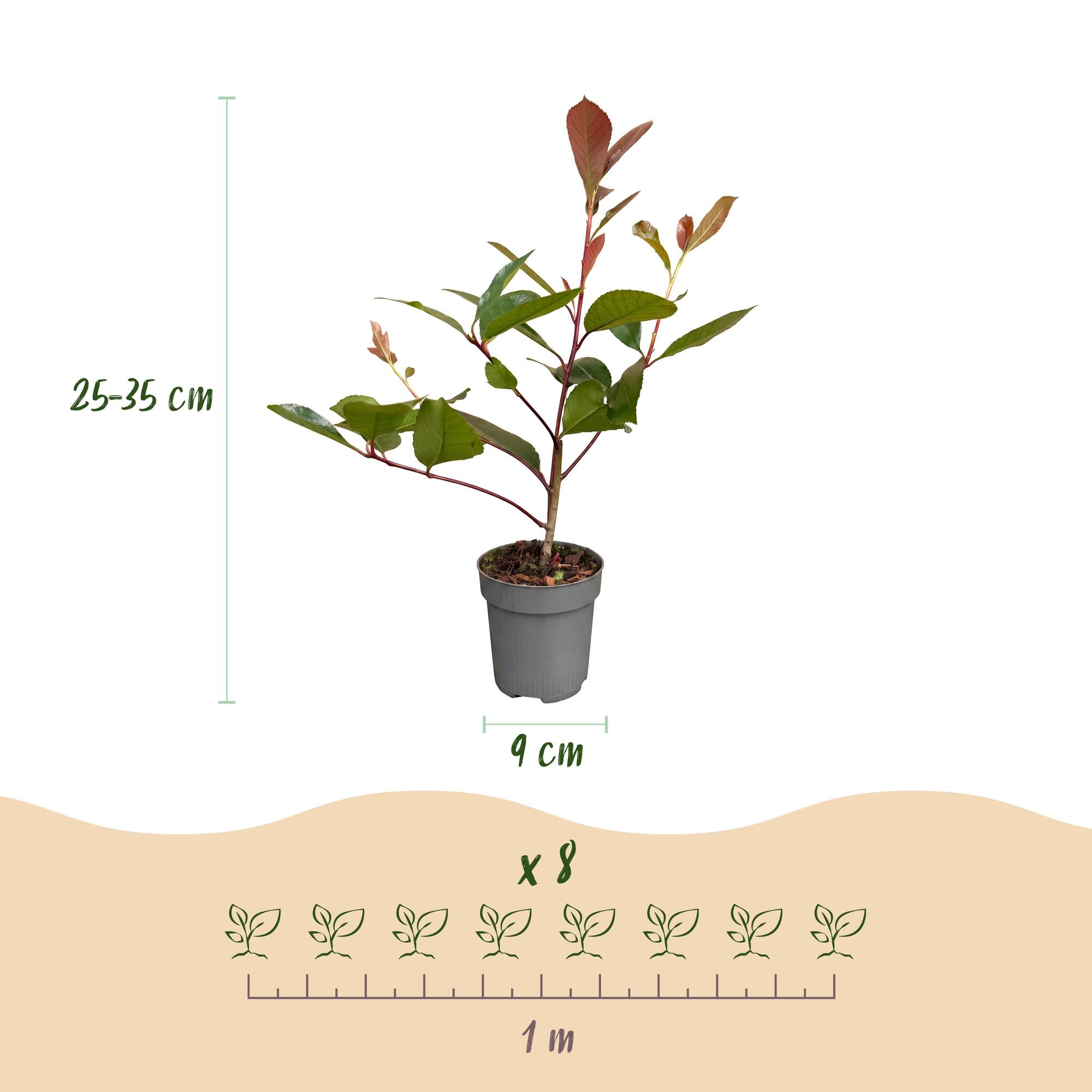 8x Photinia fraseri Red Robin - Glansmispel - Haagplanten - Groenblijvend - Rood - Pot 9cm - Hoogte 25-35cm