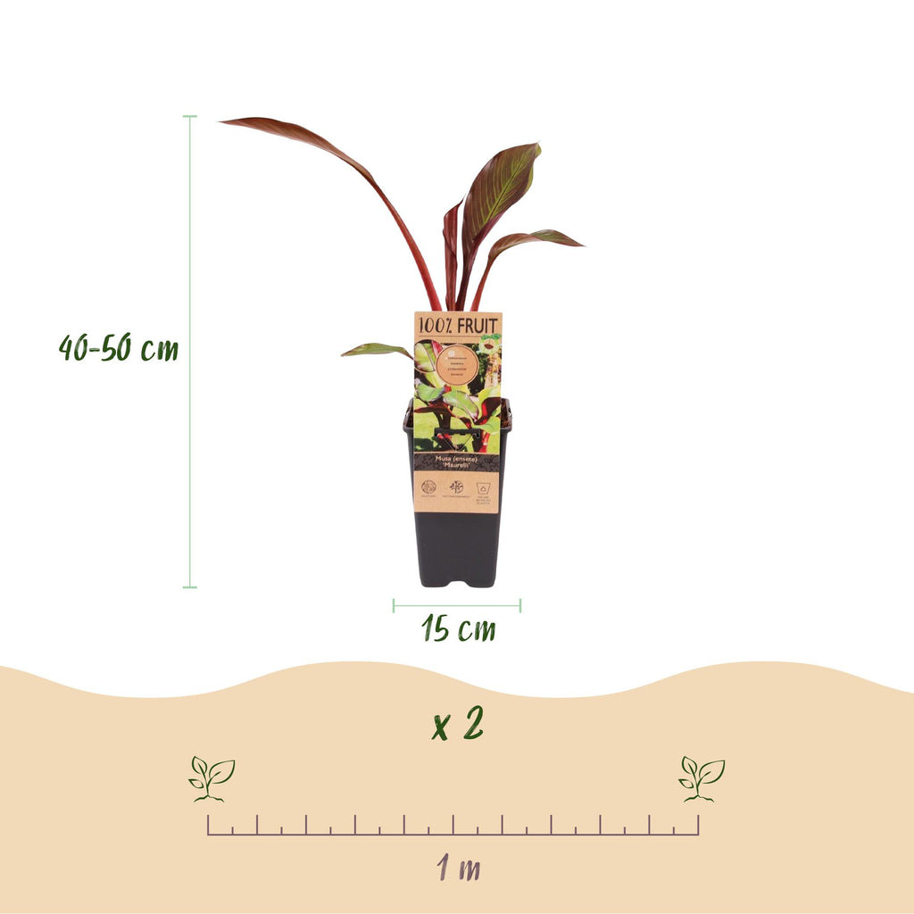 Fruitplant - Musa ensete Maurelli - Bananenboom - Winterhard - Rood-Groen - 2 Planten - Pot 15cm - Hoogte 50cm