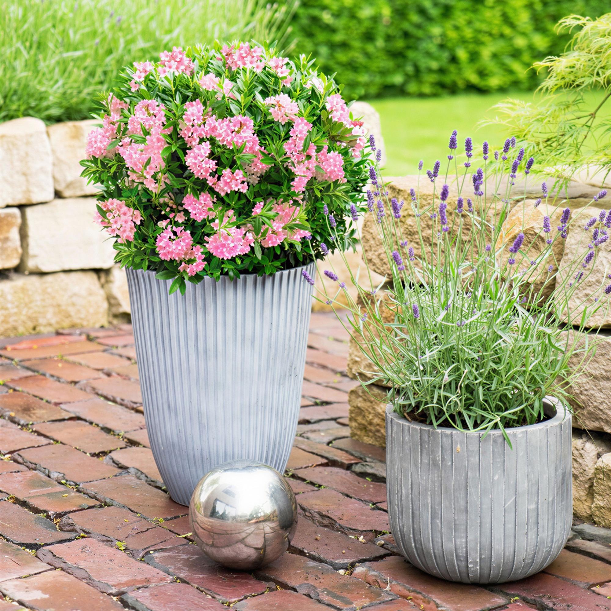 Dwerg Rhododendron - Rhododendron Bloombux Magenta - Bloeiende Buxus - Weinig Onderhoud - Roze Bloem - 2 Planten - Pot 23cm - Hoogte 45-55cm