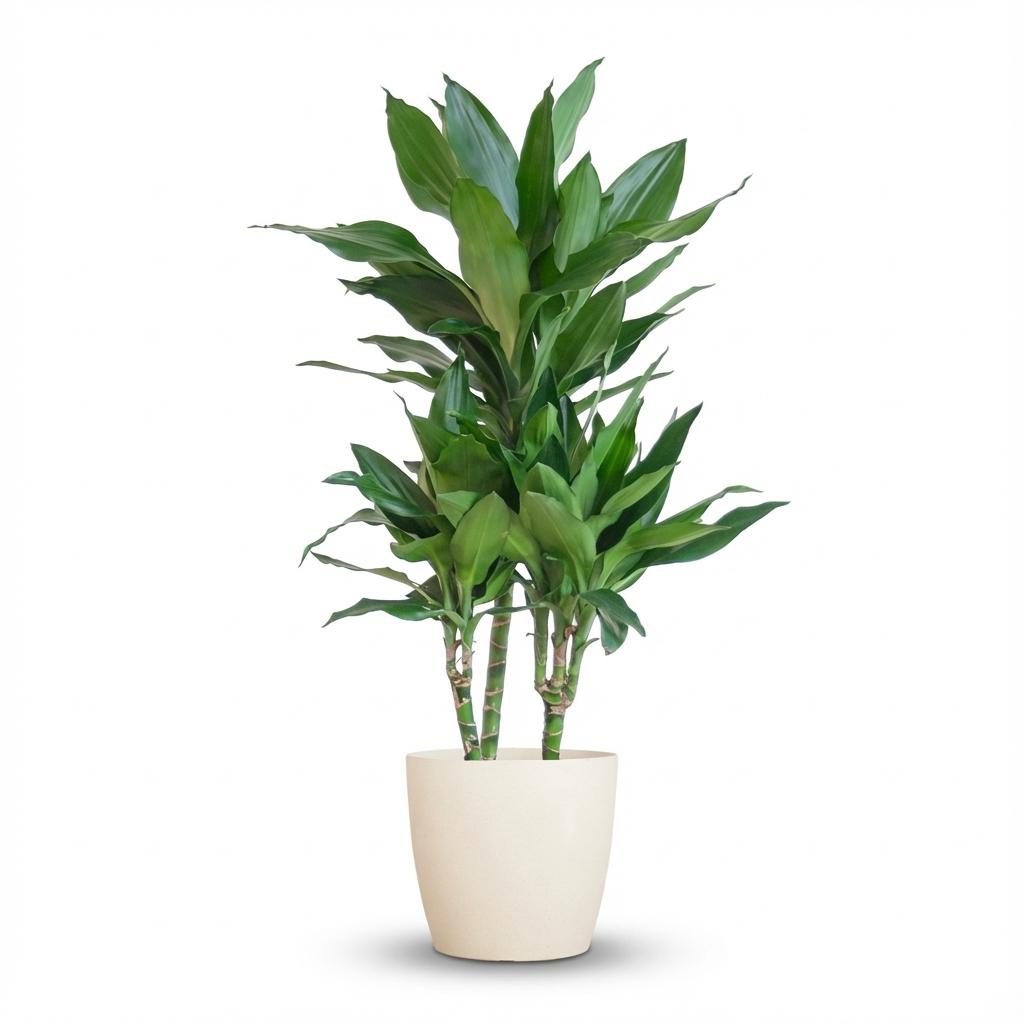 Dracaena  Janet Lindt met Potter wit - 95cm - Ø21