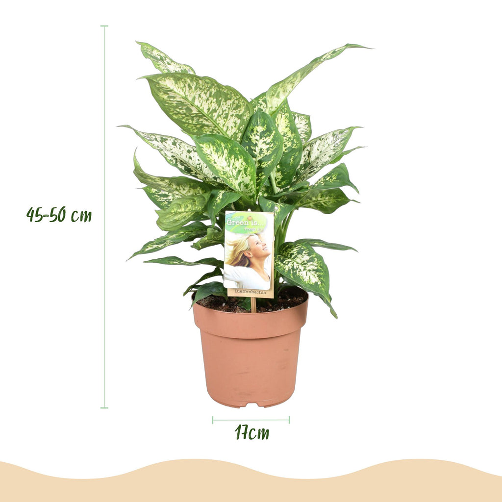 Green is... Kamerplanten - Diefenbachia Compacta - Dieffenbachia - Weinig onderhoud - Groen - 2 Planten - Pot 17cm - Hoogte 45-50cm