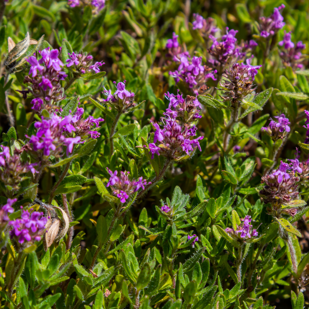 48x thymus serpyllum - ↕10-25cm - Ø9cm
