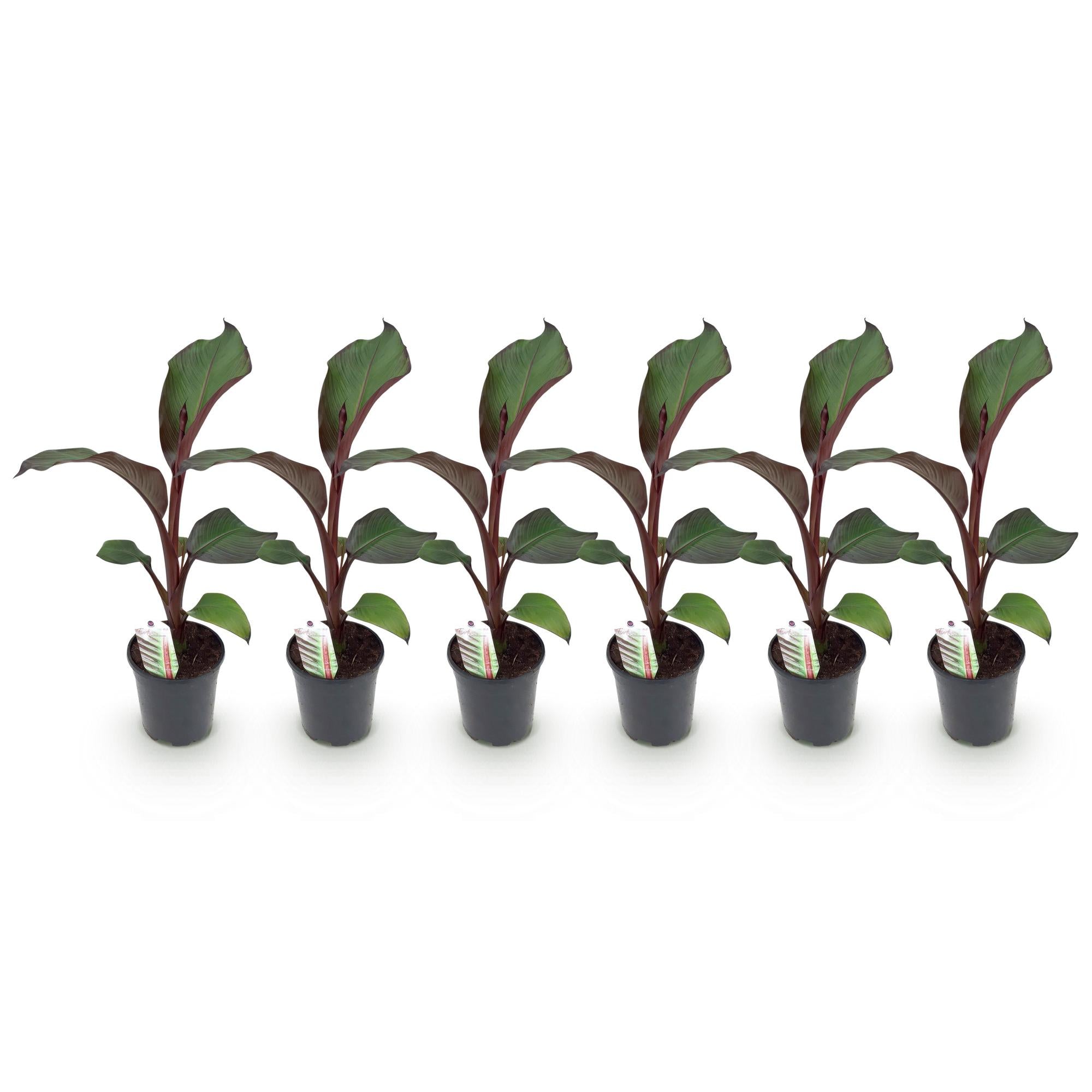 Fruitplant - Bananen plant - Ensete ventricosum Maurelli - Winterhard - 6 planten - Pot 17cm Hoogte 40cm