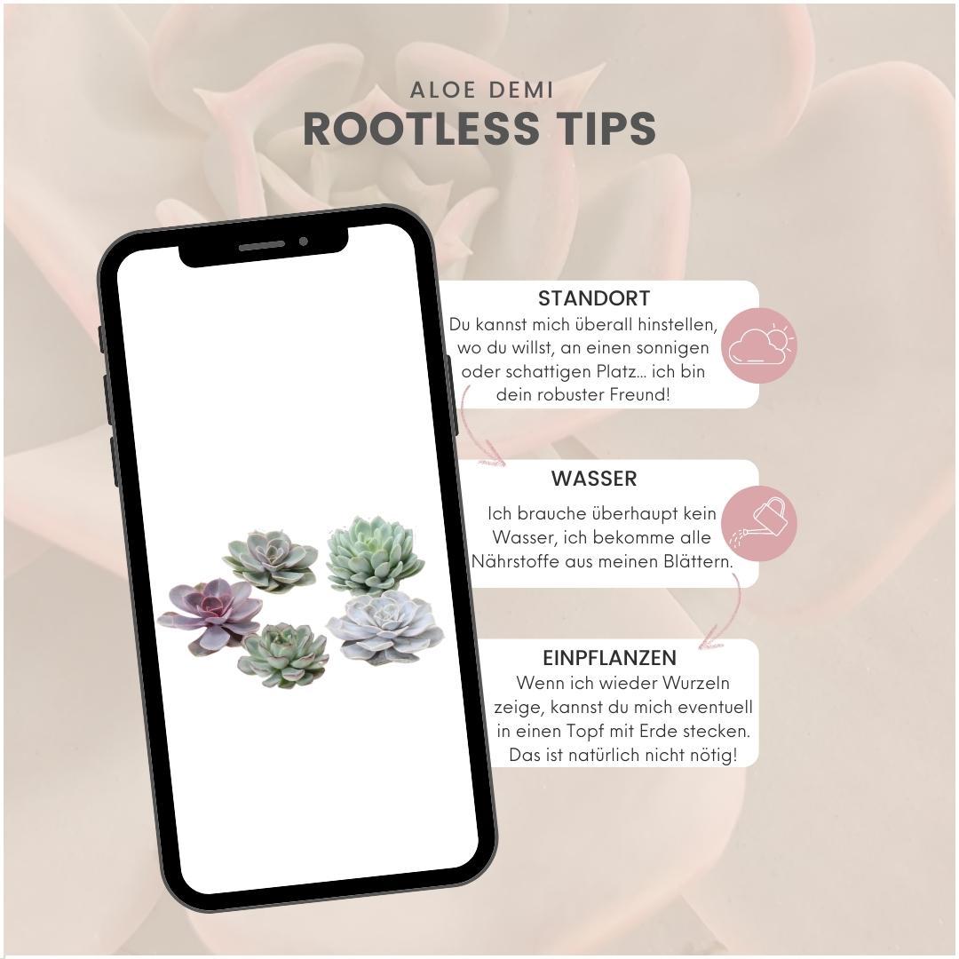 ROOTLESS Echeveria Medium Mix GIY Box