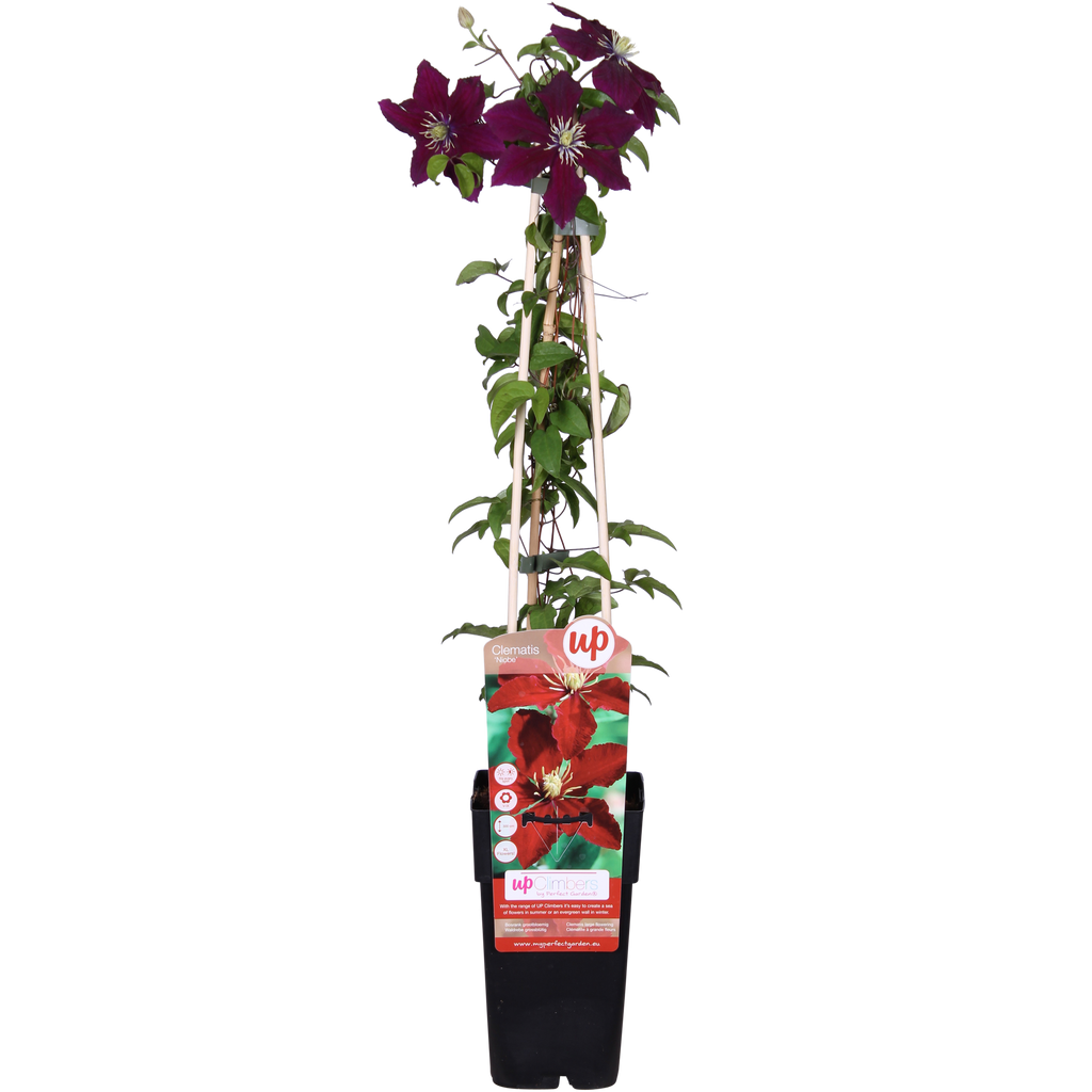 Clematis Niobe - ↨65cm - Ø15