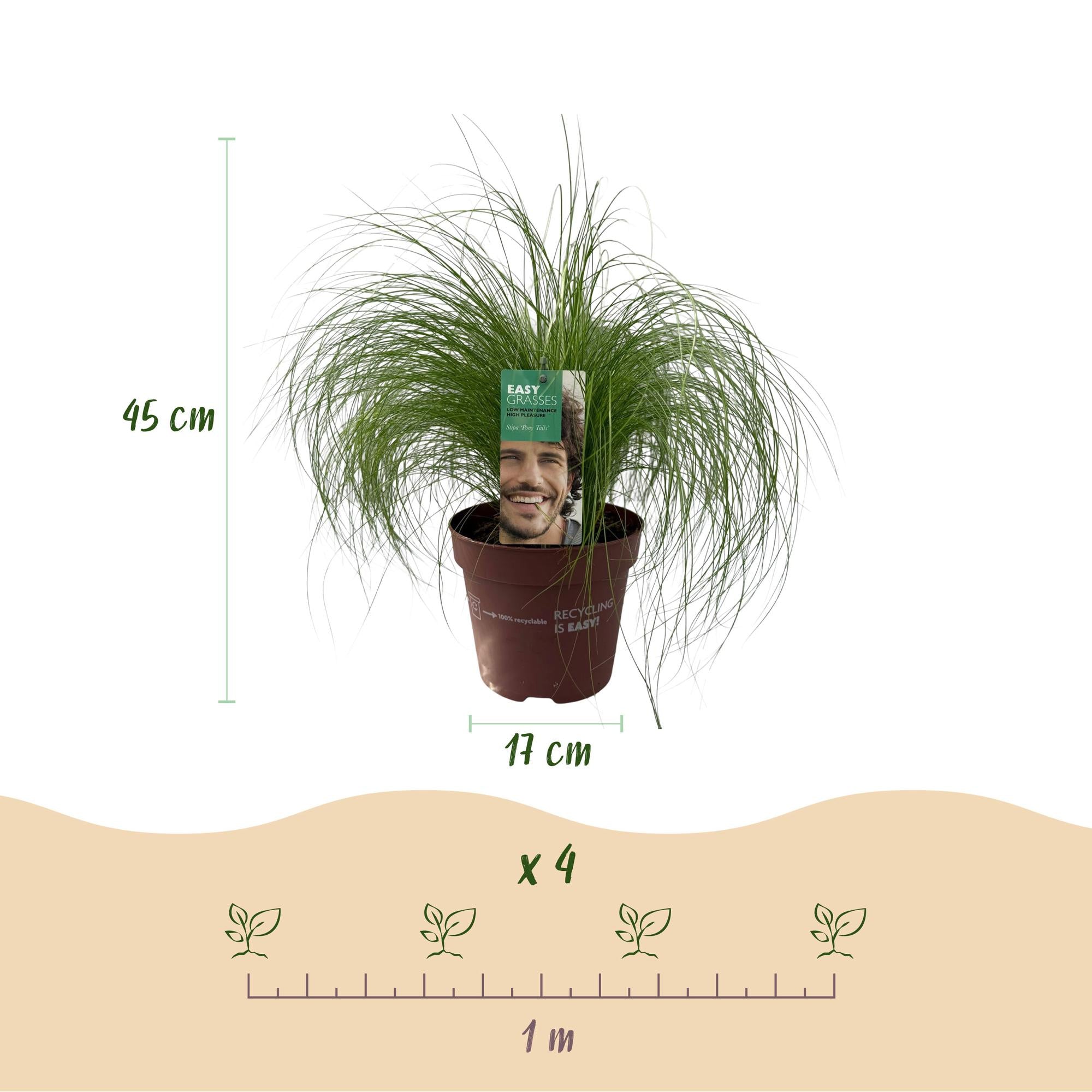Siergrassen - Stipa tenuifolia Pony Tails - Groen - 1 Plant - Groenblijvend - Winterhard - Pot 17cm Hoogte 50cm