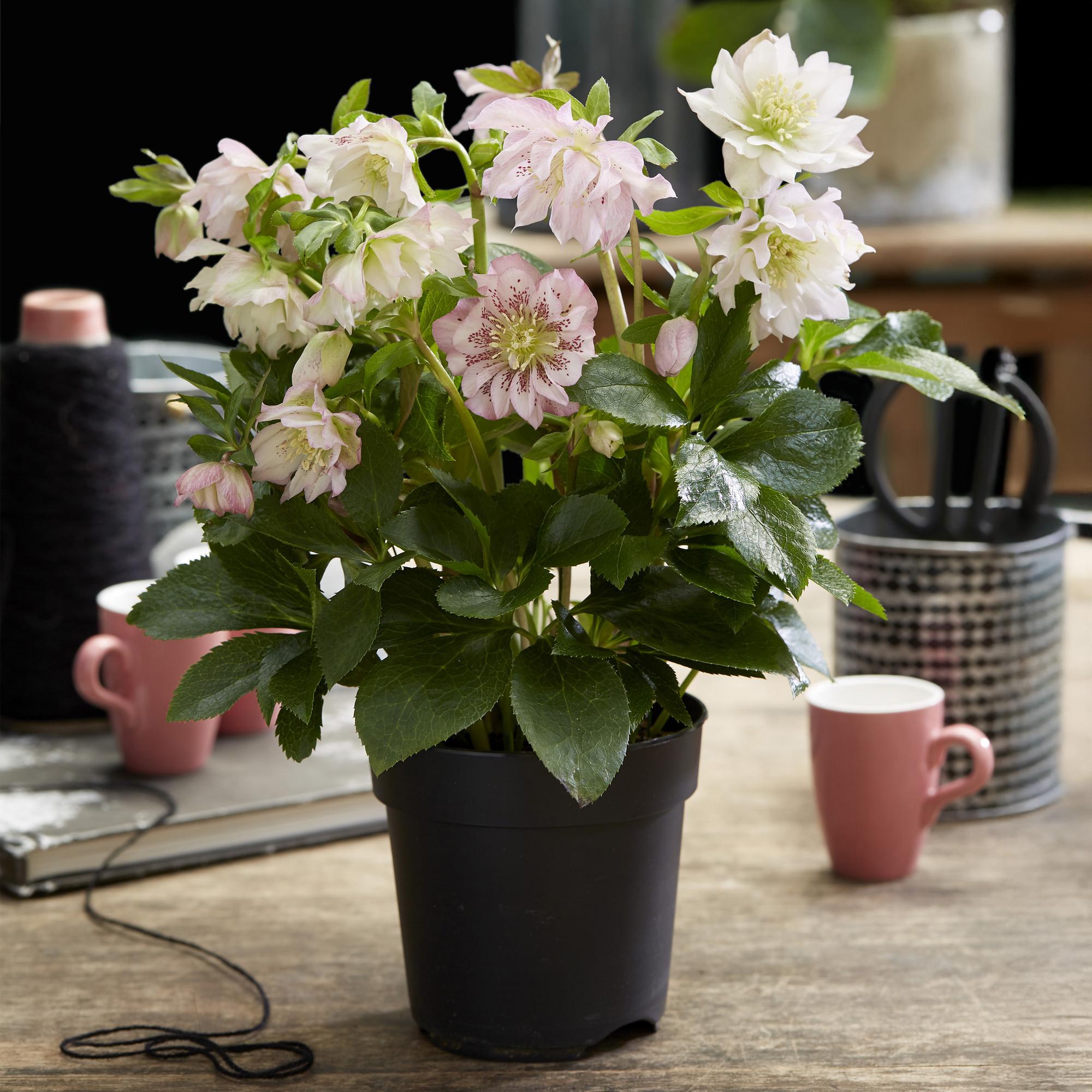 Tuinplant - Lenten Rose - Helleborus orientalis Double Ellen Pink - Roze Bloem -2 Planten - Groenblijvend - Pot 14cm Hoogte 35cm