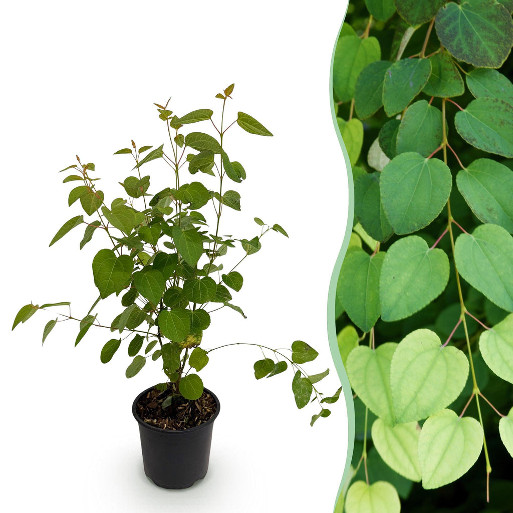 Tuinplant - Cercidiphyllum japonicum - Groen 1 Plant - Bladverliezend - Weinig Onderhoud - Pot 12cm Hoogte 35cm