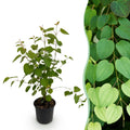 Tuinplant - Cercidiphyllum japonicum - Groen 1 Plant - Bladverliezend - Weinig Onderhoud - Pot 12cm Hoogte 35cm