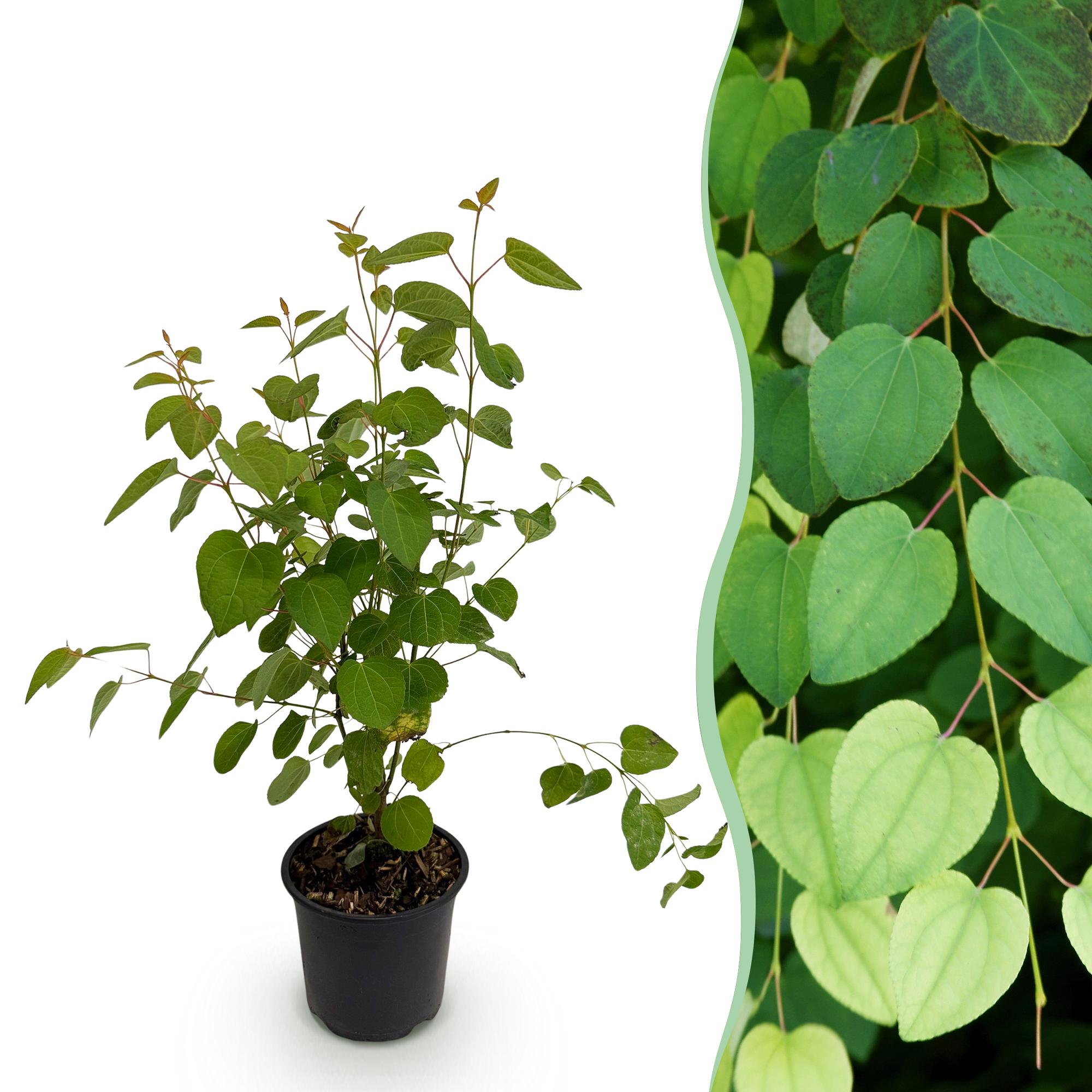 Tuinplant - Cercidiphyllum japonicum - Groen 1 Plant - Bladverliezend - Weinig Onderhoud - Pot 12cm Hoogte 35cm