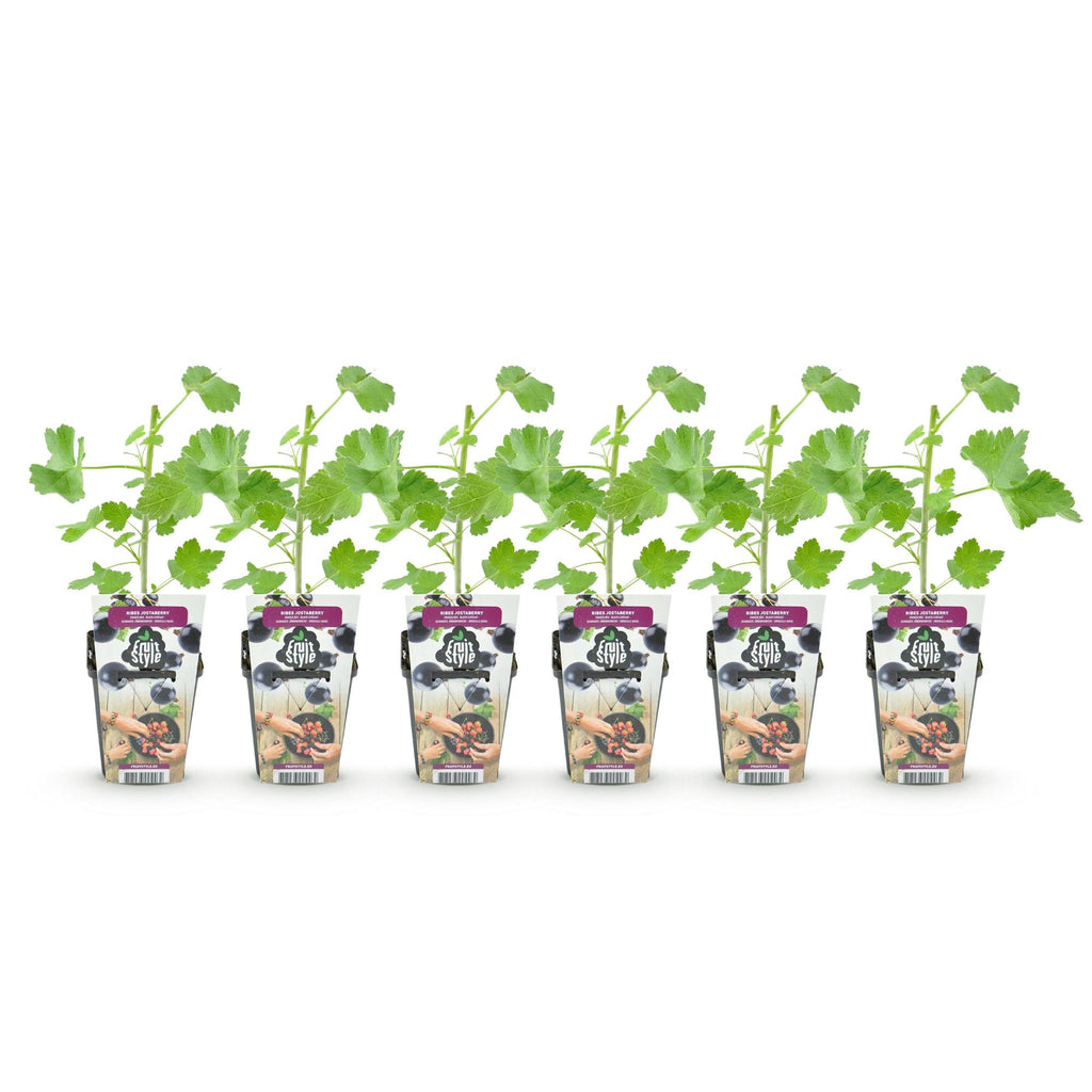 Fruitplanten - Jostabes - Ribes Jostabes - Winterhard - 6 Planten - Pot 9 cm - Zwarte Bes